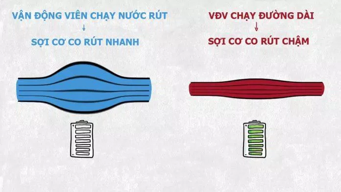 Sợi cơ co nhanh và co chậm (Ảnh: Internet). Sợi cơ co nhanh và co chậm (Ảnh: Internet).