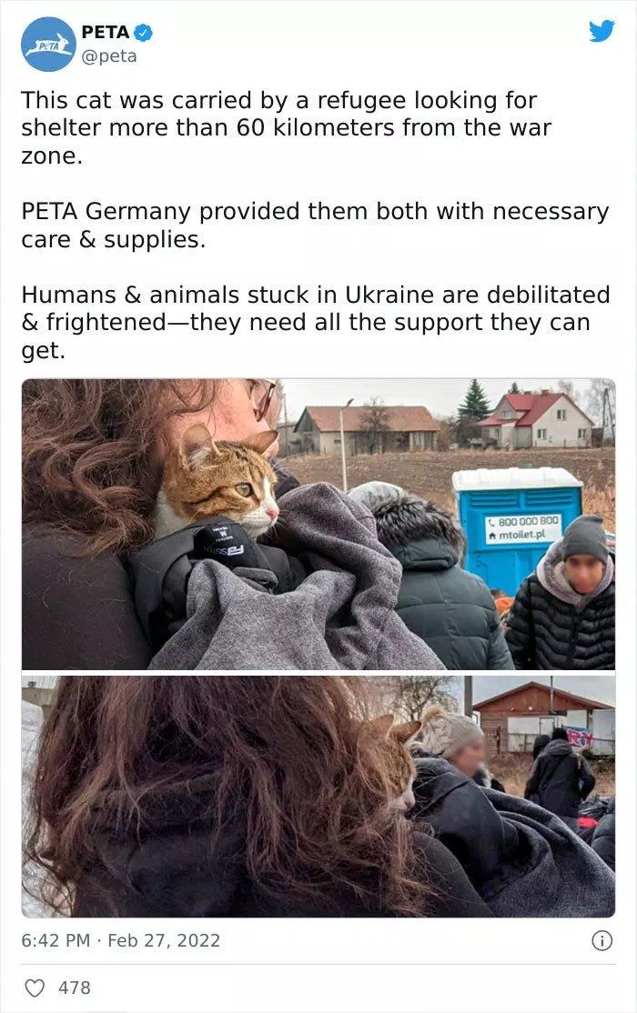 Chú mèo được chủ nhân đưa vào trại tị nạn cách đó hơn 60 km (Nguồn: Internet)