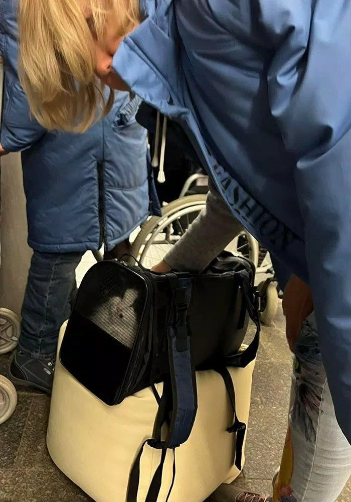 Chú mèo được bảo vệ an toàn trong giỏ (Nguồn: Internet)