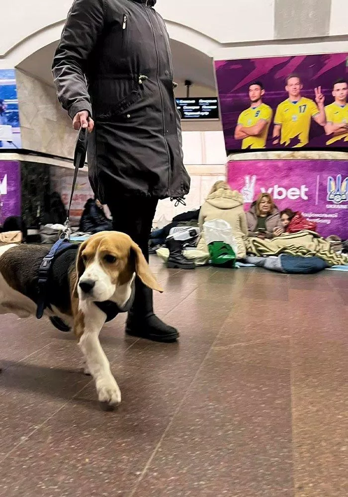 Chú chó Beagle cùng với chủ (Nguồn: Internet) Chú chó Beagle cùng với chủ (Nguồn: Internet)