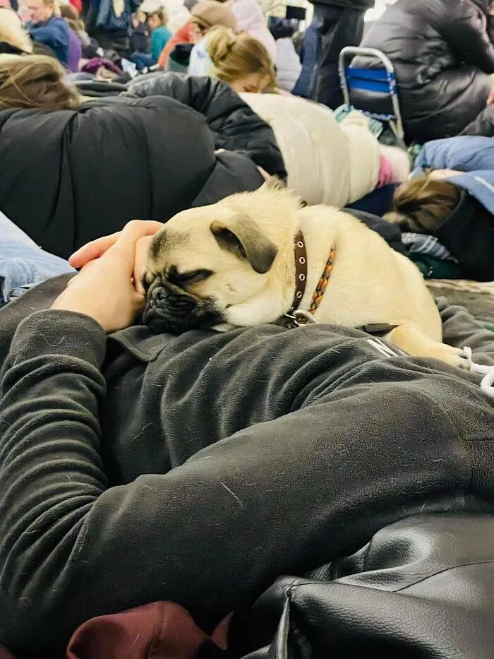Ngủ ngon nhé pug (Nguồn: Internet) Ngủ ngon nhé pug (Nguồn: Internet)