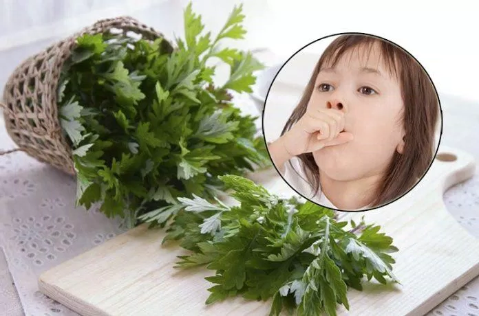 Tính đắng của ngải cứu giúp chữa ho rất hiệu quả (Nguồn: Internet) Tính đắng của ngải cứu giúp chữa ho rất hiệu quả (Nguồn: Internet)