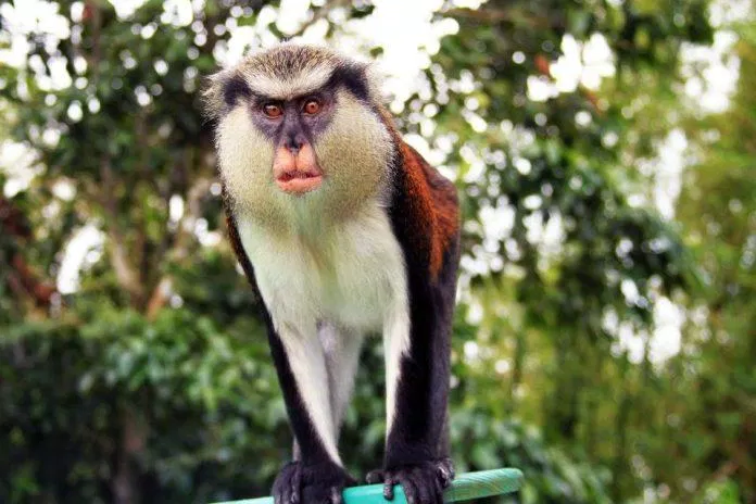 Khỉ Mona - loài động vật đặc trưng ở Grand Etang (Ảnh: Internet)