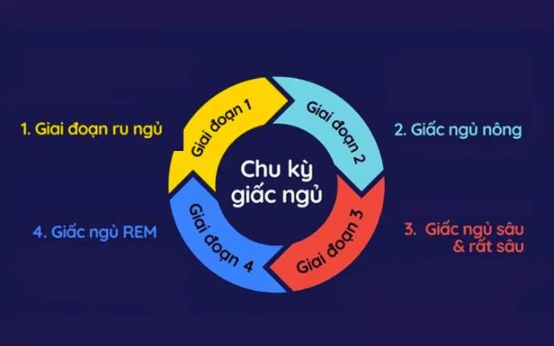 Các giai đoạn của giấc ngủ (Ảnh: Internet). Các giai đoạn của giấc ngủ (Ảnh: Internet).