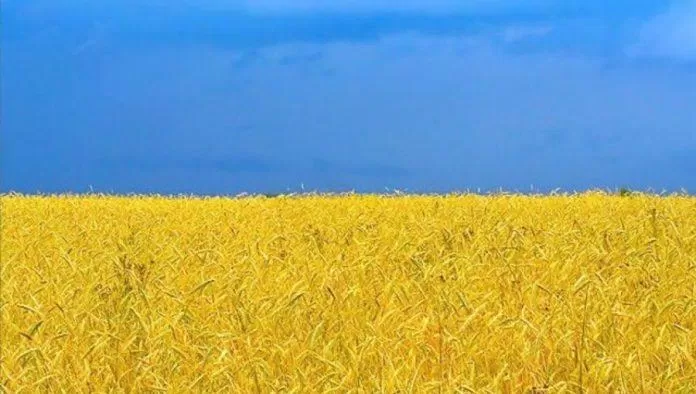Cánh đồng lúa mì ở Ukraine (Nguồn: Internet)