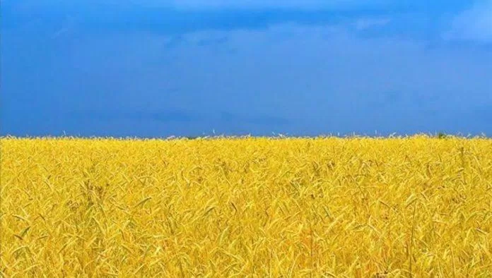 Cánh đồng lúa mì ở Ukraine (Nguồn: Internet) Cánh đồng lúa mì ở Ukraine (Nguồn: Internet)