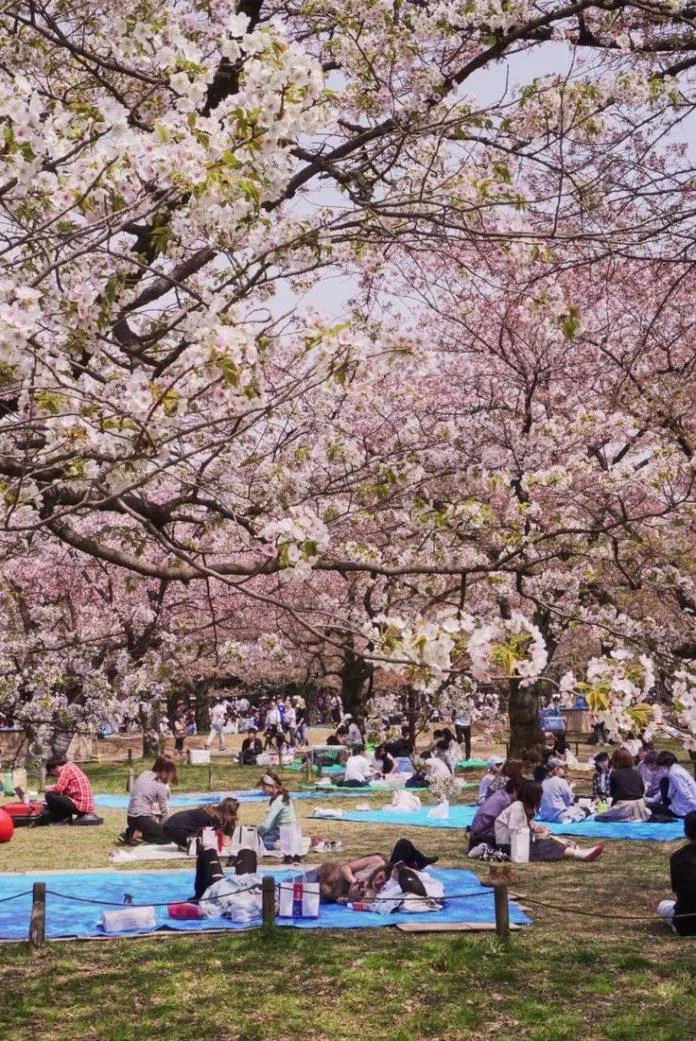 Hanami – lễ hội hoa anh đào nổi tiếng. (Nguồn: Internet) Hanami – lễ hội hoa anh đào nổi tiếng. (Nguồn: Internet)