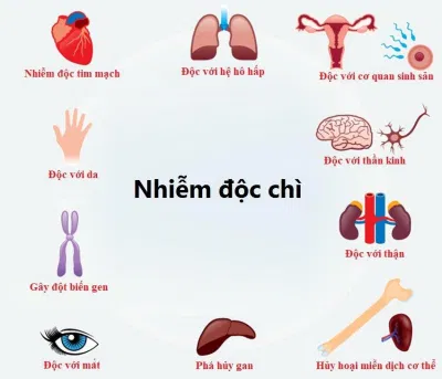 Nhiễm độc chì ảnh hưởng tới toàn bộ cơ thể (Ảnh: Internet). Nhiễm độc chì ảnh hưởng tới toàn bộ cơ thể (Ảnh: Internet).