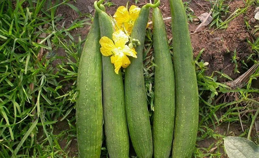 Quả mướp có nhiều công dụng hưu ích (Nguồn: Internet)