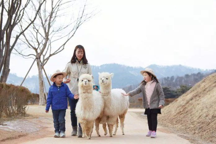 Trải nghiệm thú vị tại Alpaca World. (Ảnh: Internet) Trải nghiệm thú vị tại Alpaca World. (Ảnh: Internet)