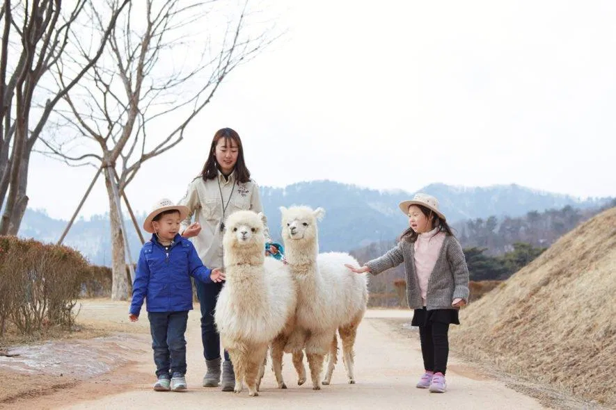 Trải nghiệm thú vị tại Alpaca World. (Ảnh: Internet)