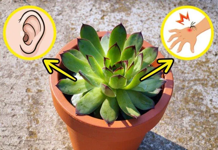 Có nhiều loài trong họ cây mọng nước như xương rồng, sen đá, nha đam, lưỡi hổ (Ảnh: Internet) Có nhiều loài trong họ cây mọng nước như xương rồng, sen đá, nha đam, lưỡi hổ (Ảnh: Internet)