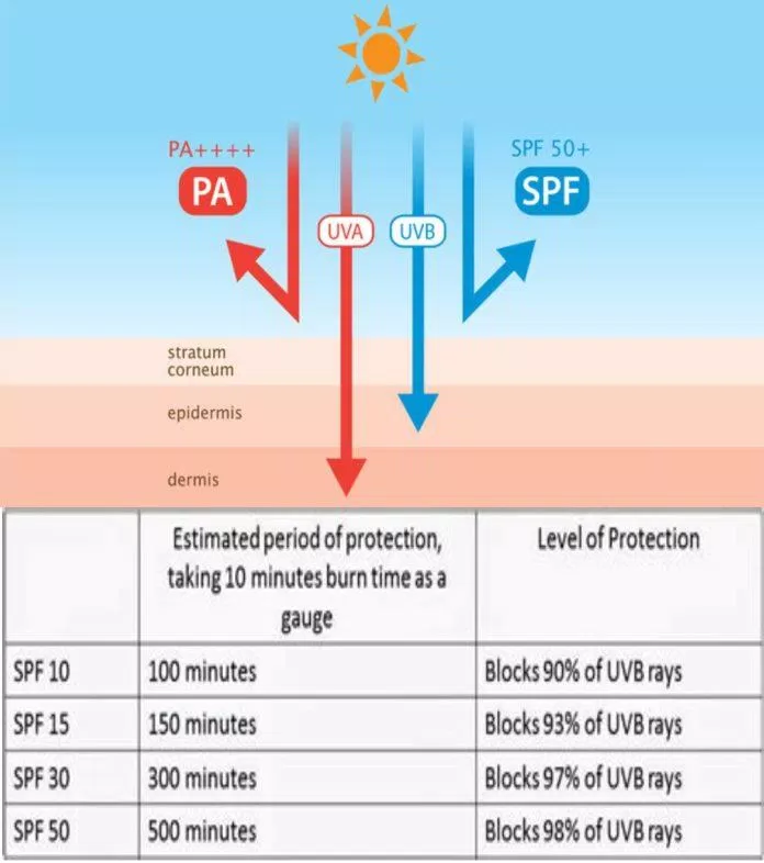 Cách chỉ số SPF và PA hoạt động trên da (Ảnh: Internet)