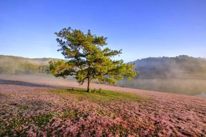 Đồi cỏ hồng thơ mộng Đà Lạt (Nguồn: Internet)