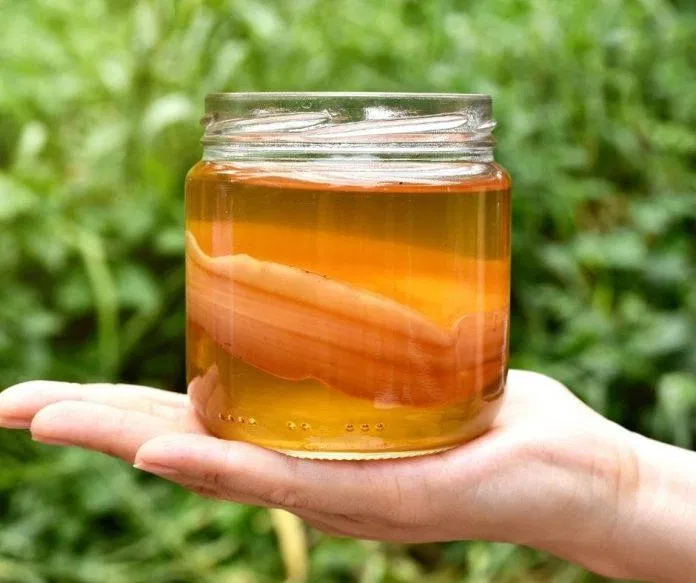 Nên ngừng uống Kombucha khi có dấu hiệu ôi thiu, ẩm mốc (nguồn: internet)
