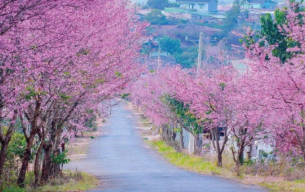 Con đường mai anh đào nở rộ (Nguồn: Internet) Con đường mai anh đào nở rộ (Nguồn: Internet)