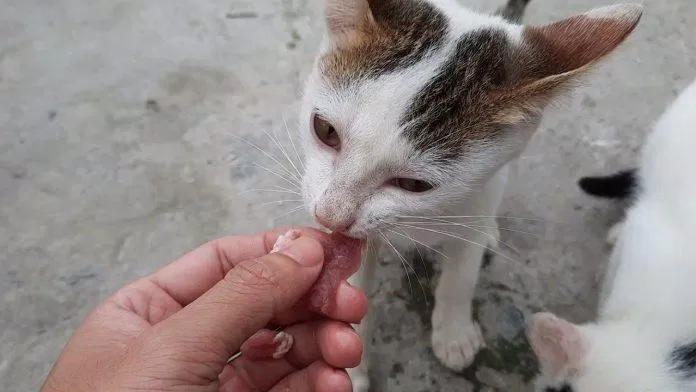 Một bé mèo hoang (Ảnh: internet).