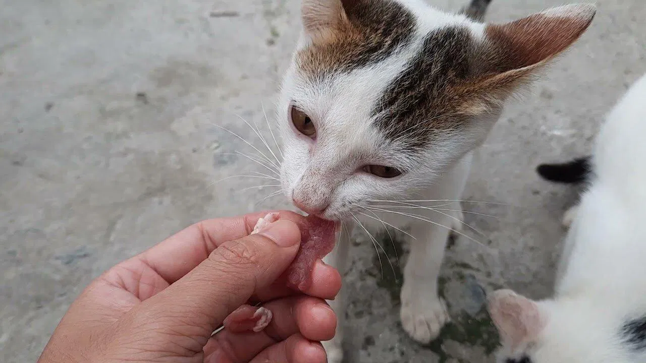 Một bé mèo hoang (Ảnh: internet).