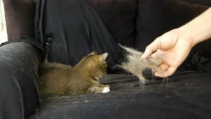 nỗi ám ảnh mèo rụng lông (Ảnh: internet).