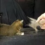 nỗi ám ảnh mèo rụng lông (Ảnh: internet).