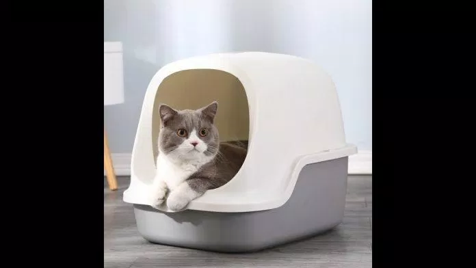 Nhà vệ sinh cho mèo (Ảnh: internet).