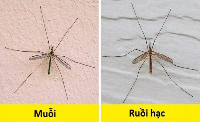 Trông chúng rất giống nhau đúng không? (Ảnh: Internet)