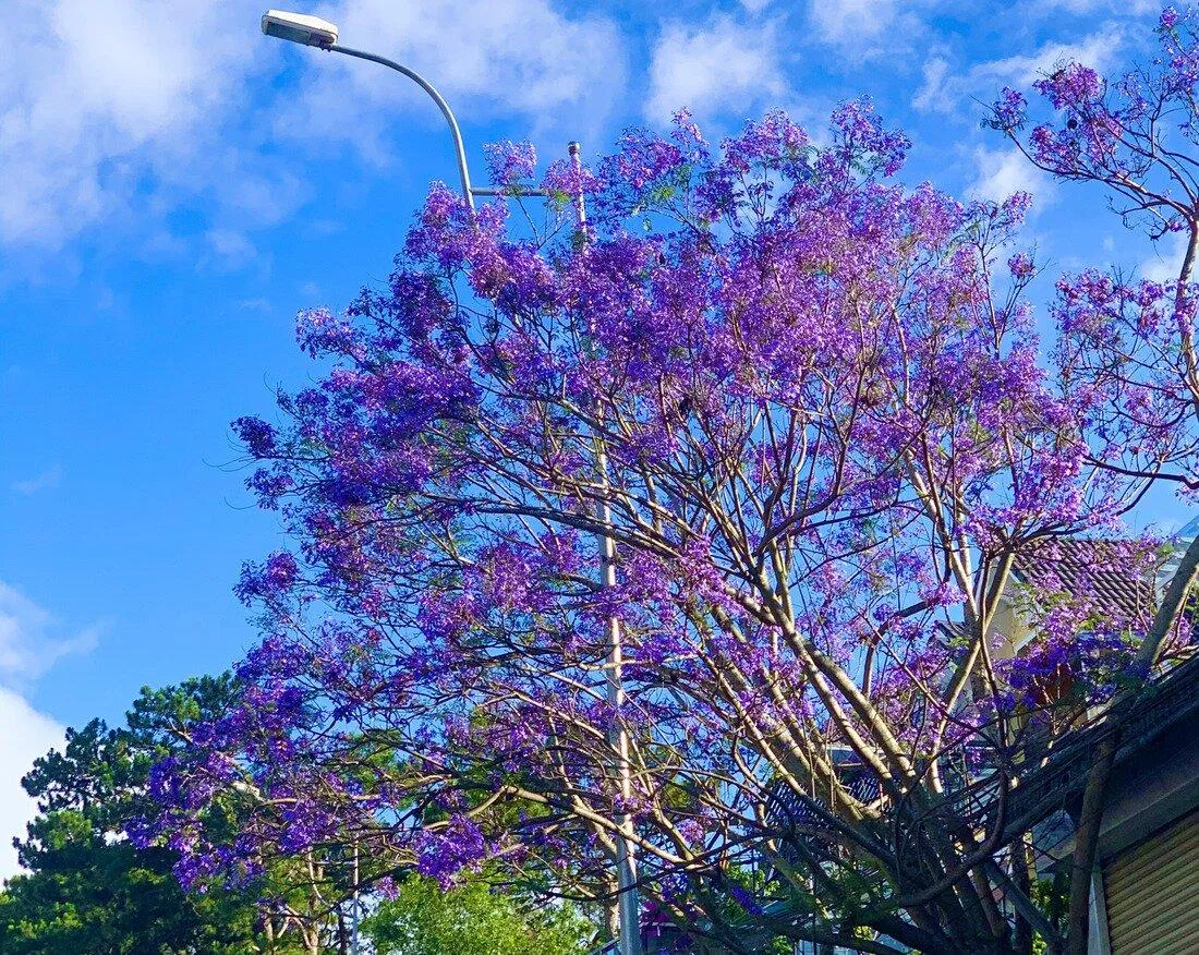 Phượng tím trổ bông tại Đà Lạt (Nguồn: Loan Nguyễn) Phượng tím trổ bông tại Đà Lạt (Nguồn: Loan Nguyễn)