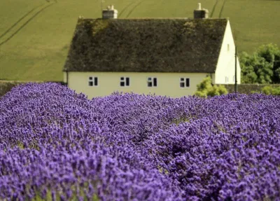 Snowshill Lavender (Ảnh: Internet) Snowshill Lavender (Ảnh: Internet)