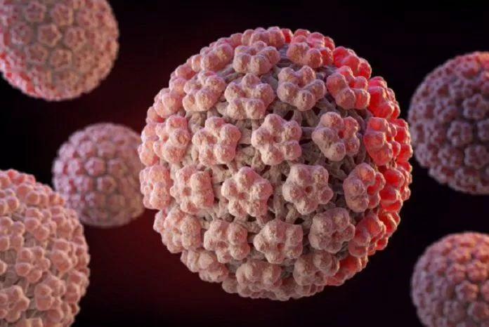 Virus HPV gây bệnh lây truyền qua đường tình dục (Ảnh: Internet). Virus HPV gây bệnh lây truyền qua đường tình dục (Ảnh: Internet).