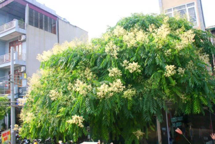 Cây dâu da xoan, loài cây vừa lạ vừa quen với không ít người từng trải qua tuổi thơ nghịch ngợm. (Ảnh Internet) Cây dâu da xoan, loài cây vừa lạ vừa quen với không ít người từng trải qua tuổi thơ nghịch ngợm. (Ảnh Internet)
