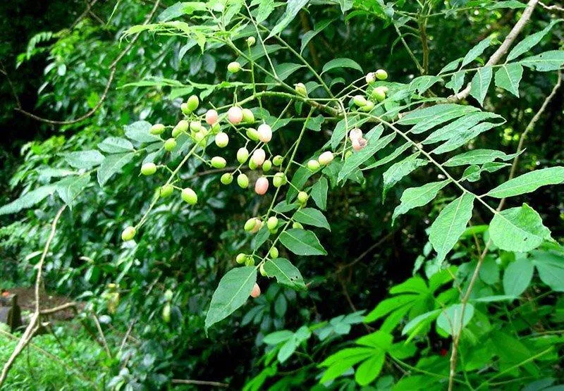 Những chùm dâu da còn xanh từng là thứ đồ chơi của lũ trẻ con hiếu động. (Ảnh: Internet) Những chùm dâu da còn xanh từng là thứ đồ chơi của lũ trẻ con hiếu động. (Ảnh: Internet)
