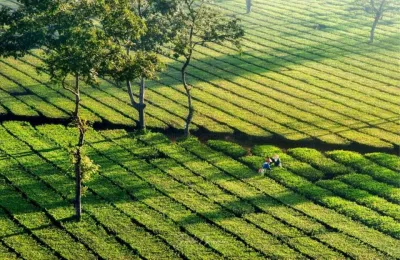 Biển Hồ chè (Nguồn: Internet). Biển Hồ chè (Nguồn: Internet).