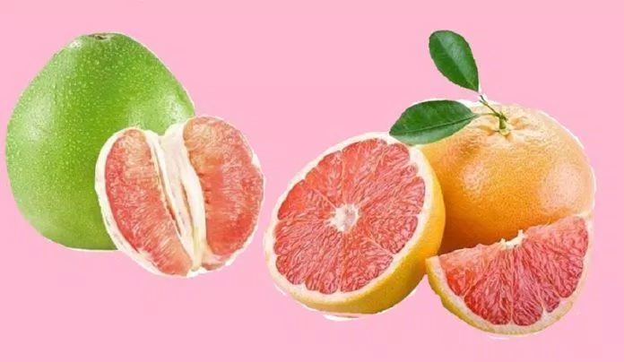 Quả bưởi chùm (bên phải) khác với quả bưởi thường (bên trái) (Nguồn: Internet) Quả bưởi chùm (bên phải) khác với quả bưởi thường (bên trái) (Nguồn: Internet)