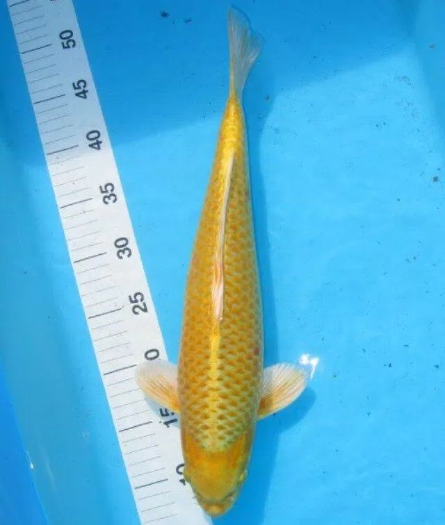 Dòng cá yamabuki toàn thân màu vàng ánh kim (Ảnh: Internet).