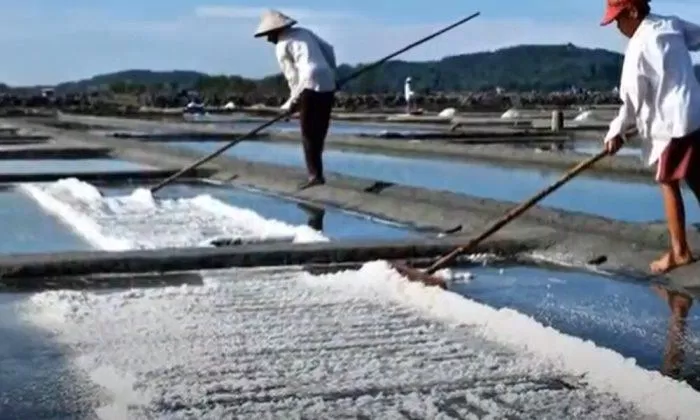 Diêm dân đang thu hoạch muối