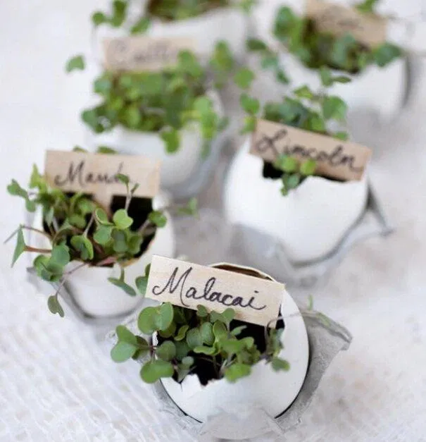 Có thể trồng các loại cây nhỏ khác cũng rất đẹp mắt (Nguồn: Internet) Có thể trồng các loại cây nhỏ khác cũng rất đẹp mắt (Nguồn: Internet)