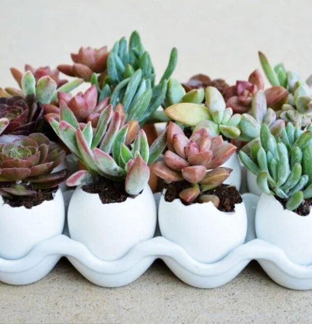 Chậu cây xinh xắn để trên bàn làm việc (Nguồn: Internet) Chậu cây xinh xắn để trên bàn làm việc (Nguồn: Internet)