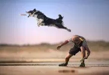 Chú chó bắt đĩa bay (Nguồn: Internet)
