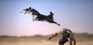Chú chó bắt đĩa bay (Nguồn: Internet)