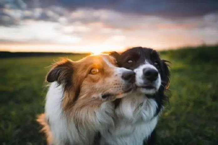 Hai chú chó chạm môi nhau (Nguồn: Internet)
