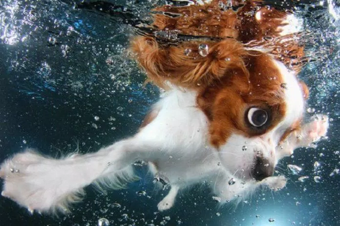 Chú chó dưới nước (Nguồn: Internet)