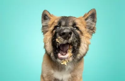 Chú chó liếm bơ (Nguồn: Internet)