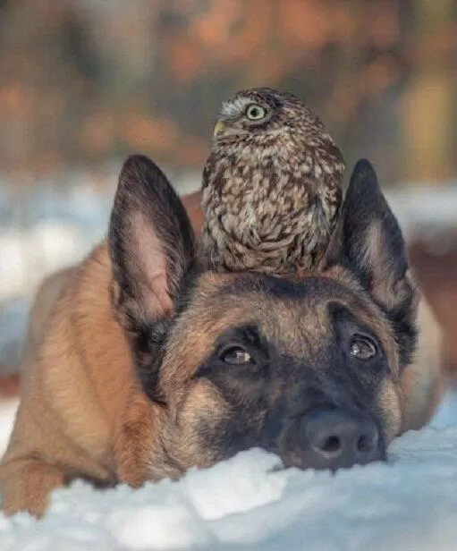 Chú chó và con chim (Nguồn: Internet)