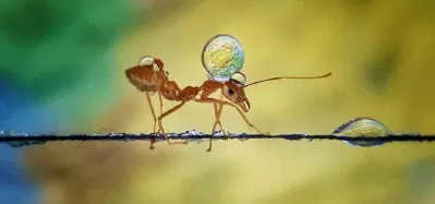 Chú kiến và giọt nước (Nguồn: Internet) Chú kiến và giọt nước (Nguồn: Internet)