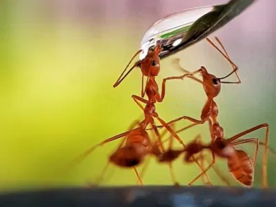 Chọn điểm nhìn ngang tầm với kiến (Nguồn: Internet) Chọn điểm nhìn ngang tầm với kiến (Nguồn: Internet)