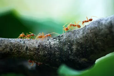 Cuộc sống thường ngày của những chú kiến (Nguồn: Internet) Cuộc sống thường ngày của những chú kiến (Nguồn: Internet)
