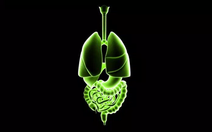 Đường ruột và phổi có mối liên quan và ảnh hưởng lẫn nhau (Ảnh: Internet).