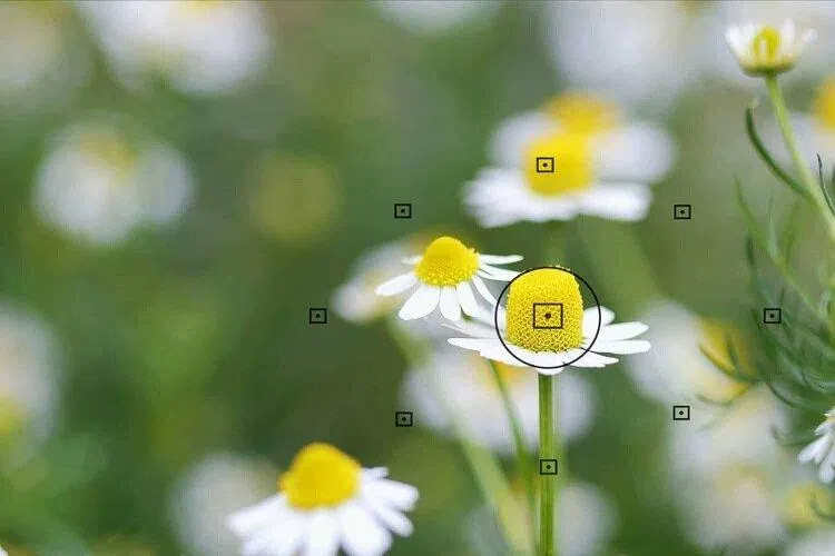 Điểm lấy nét của máy ảnh (Nguồn: Internet) Điểm lấy nét của máy ảnh (Nguồn: Internet)