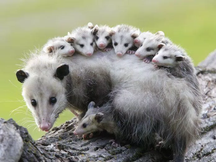 Opossum là loài thú có khả năng kháng độc phi thường (Nguồn: Internet)