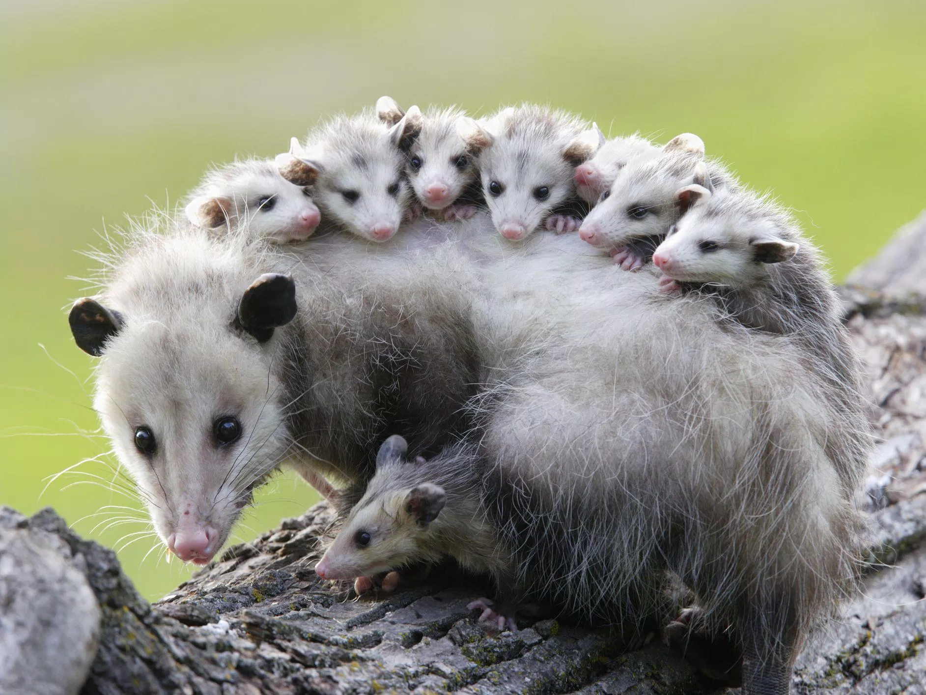 Opossum là loài thú có khả năng kháng độc phi thường (Nguồn: Internet) Opossum là loài thú có khả năng kháng độc phi thường (Nguồn: Internet)